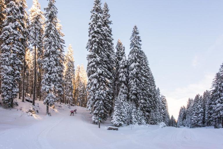 Chalet Trzinka - Triglav National Park Goreljek المظهر الخارجي الصورة